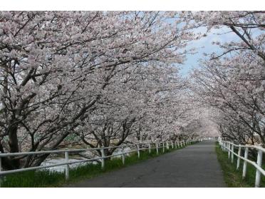 花見川千本桜緑地：620m