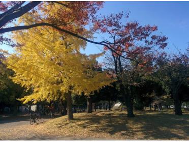 神奈川公園：350m