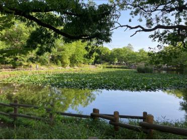 菊名池公園：1239m