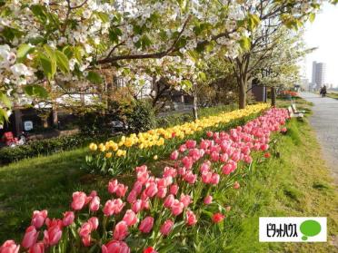 信濃川やすらぎ堤緑地：2212m