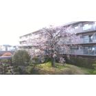 中庭の桜の木♪