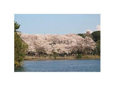 洗足池公園の桜並木