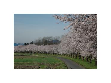 都幾川の桜並木