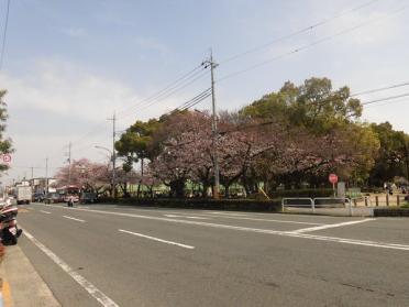 大枝公園：648m