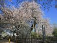 天然記念物『蒲桜』日本五大桜のひとつ。