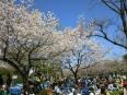 お花見シーズンの駿府城公園