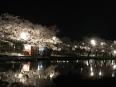 高田公園の夜桜