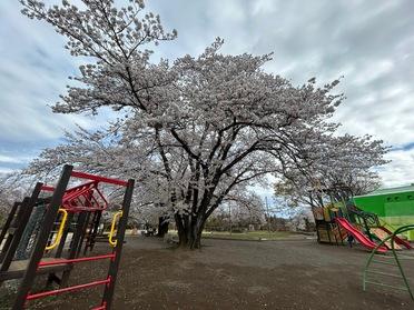 桜