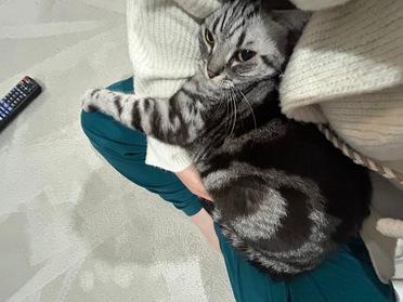 プル