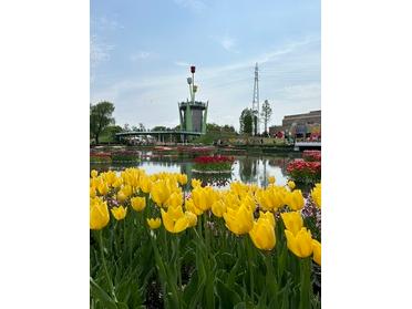 色とりどりの水上花壇とチューリップタワー