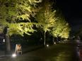 ライトアップされた銀杏並木の夜道☆彡 ライトアップされた銀杏並木の夜道☆彡