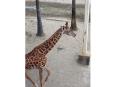 フェニックス自然動物園 キリン
