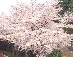 春は桜が見事です。梅や桃も咲き桃源郷のよう