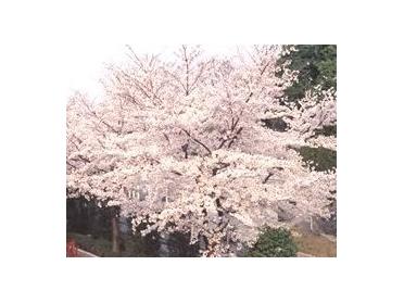 春は桜が見事です。梅や桃も咲き桃源郷のよう