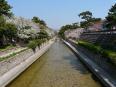 阪神香櫨園駅・夙川の桜