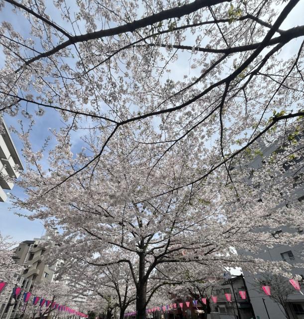 メゾン小石川（402） 部屋画像