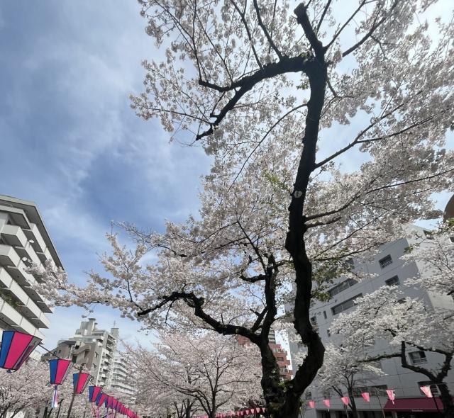 メゾン小石川（402） 部屋画像