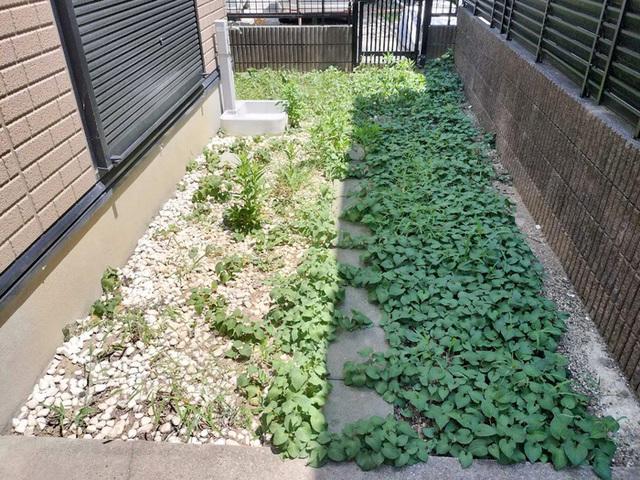 佐倉市上座貸家（001） 庭