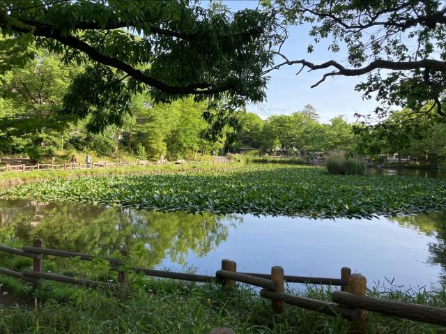菊名池公園：567m