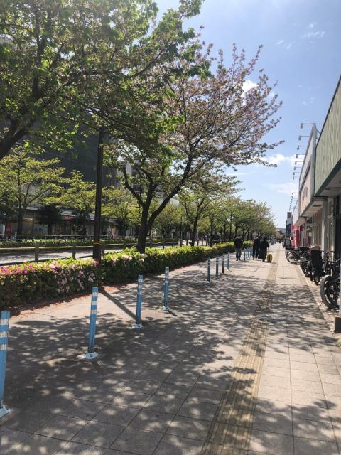 さくら街道：350m
