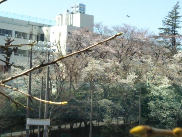 船橋市立高根東小学校：341m