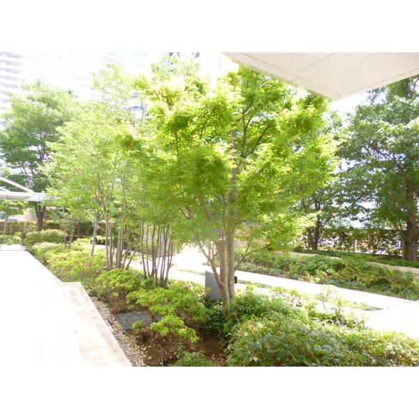 Ｍ．Ｍ．ＴＯＷＥＲＳ　ＦＯＲＥＳＩＳ　Ｌ 物件画像