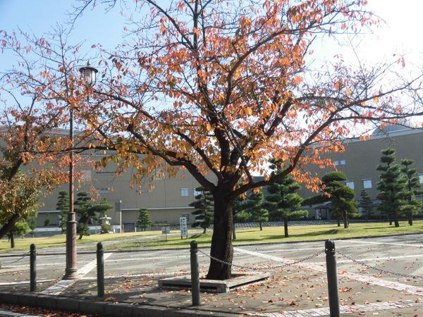 図書館