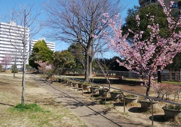 公園