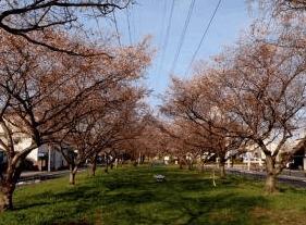 江北北部緑道公園：2157m