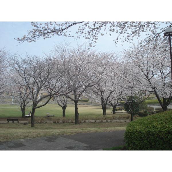 公園