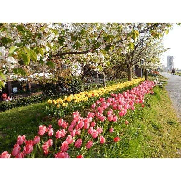信濃川やすらぎ堤緑地：944m