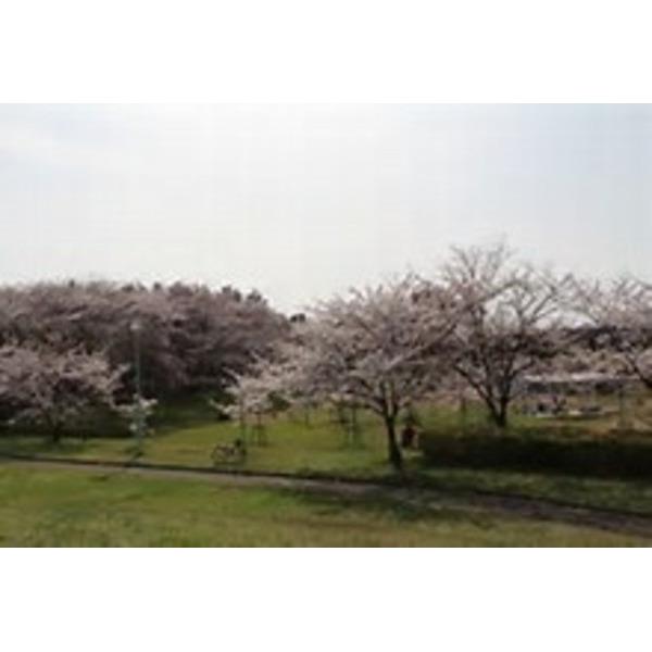 公園