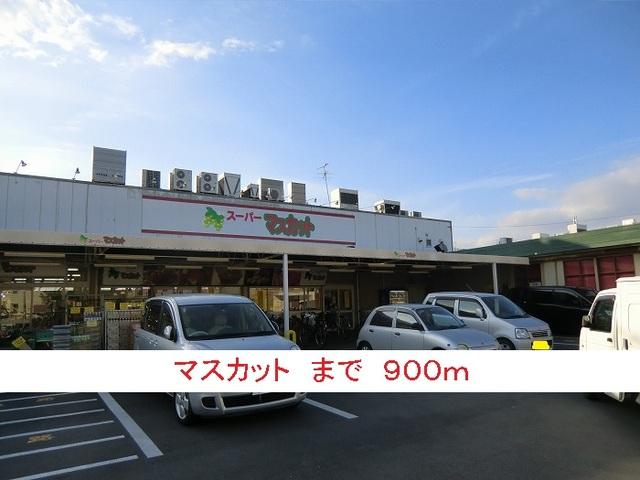 マスカット：900m