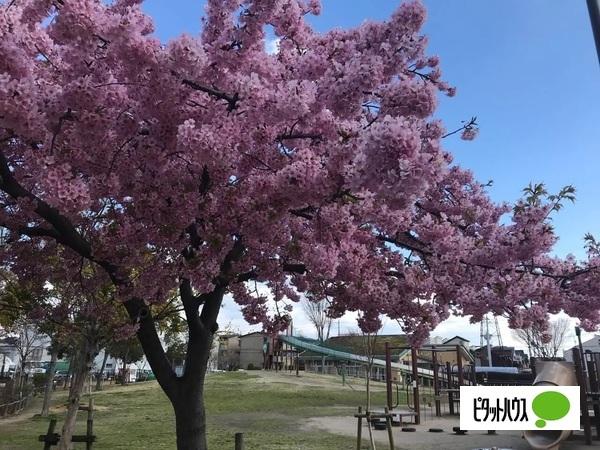公園