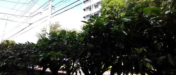 タウンハイツ砧 眺望