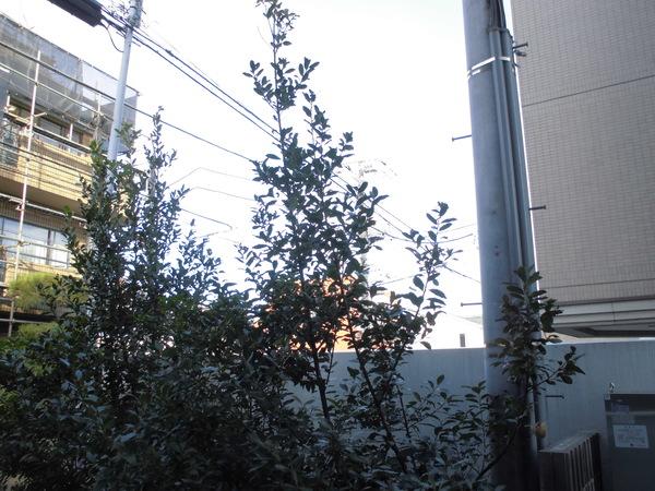 世田谷区弦巻マンション 眺望