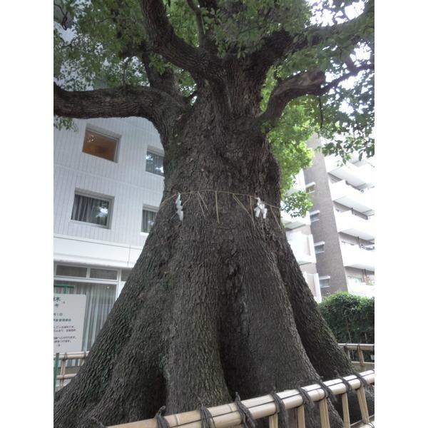 パークハウス楠郷臺（ナンゴウダイ） 物件画像