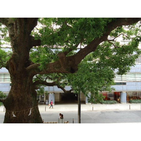 パークハウス楠郷臺（ナンゴウダイ） 物件画像