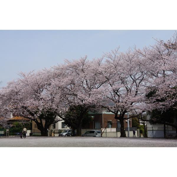 小台公園：230m