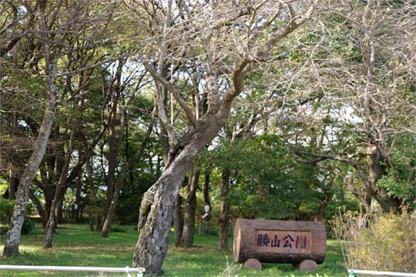 さくら市勝山公園：474m