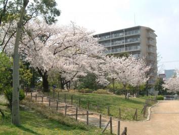 尾浜公園：239m