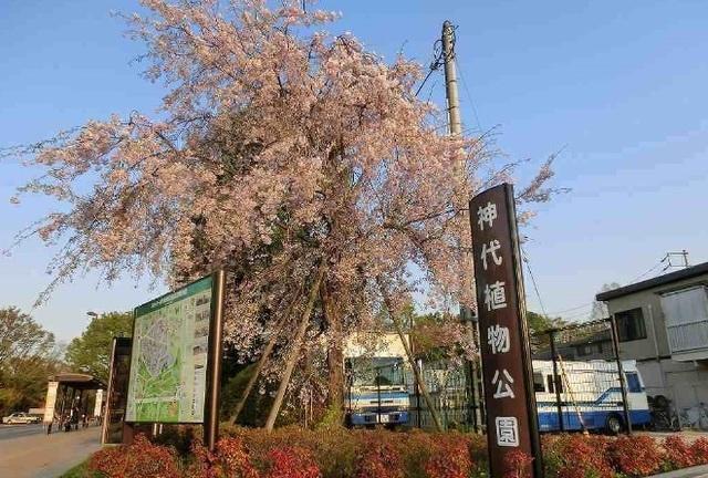 神代植物公園：1000m