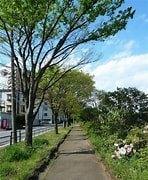 神明緑地：978m