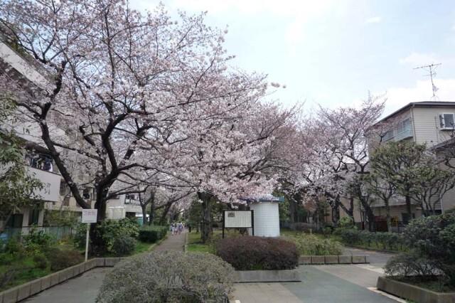 旧呑川緑地：749m