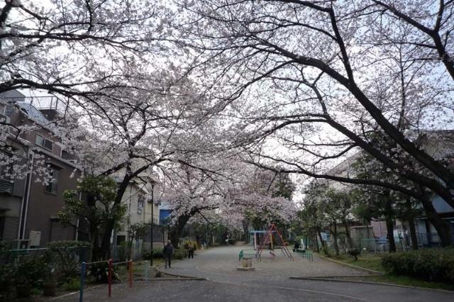 旧呑川緑地：720m