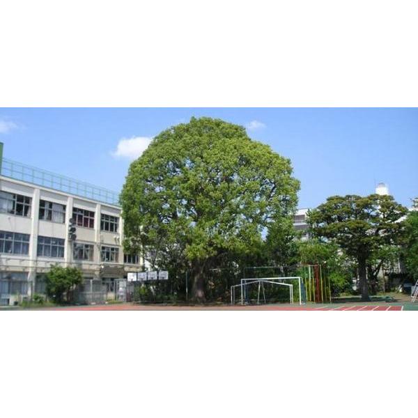 小学校