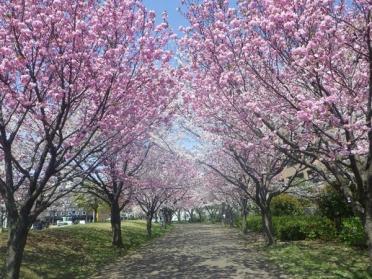 宇喜田さくら公園まで1000m