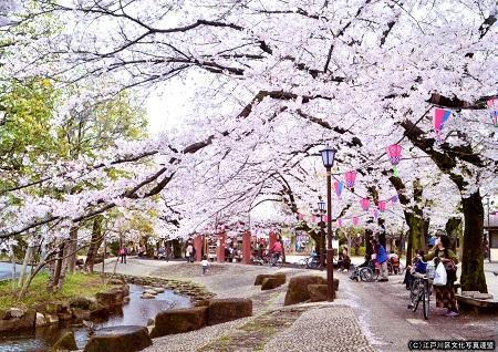 中央森林公園