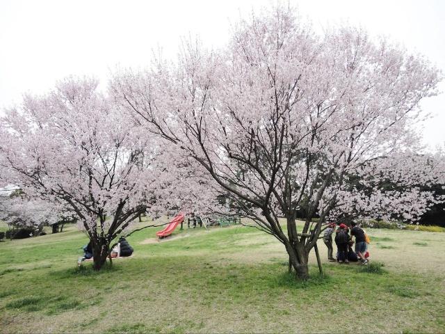 中央公園