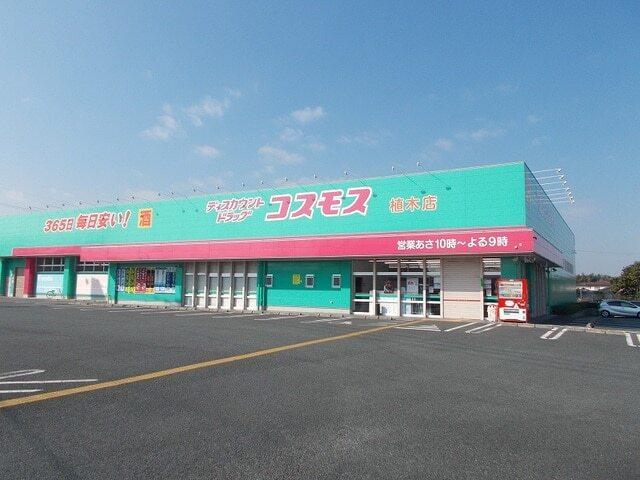 コスモス：1600m